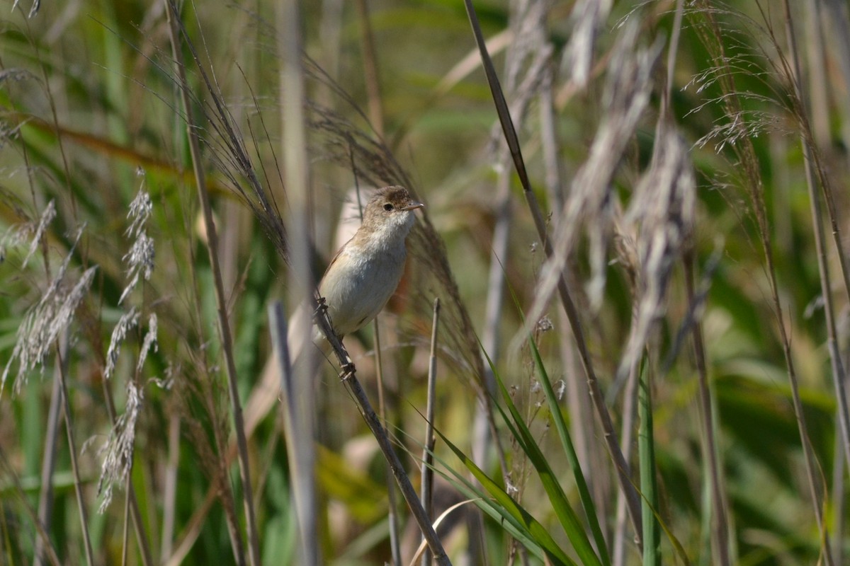 Common Reed Warbler - ML619569205