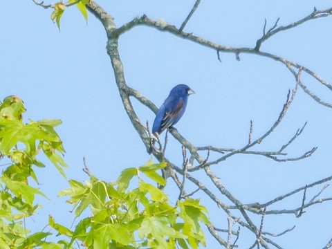 Blue Grosbeak - Roger Horn