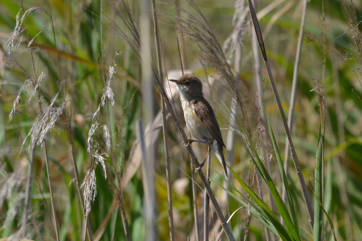 Common Reed Warbler - ML619569215