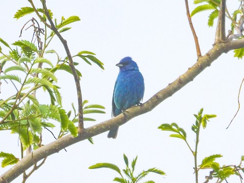 Indigo Bunting - Roger Horn