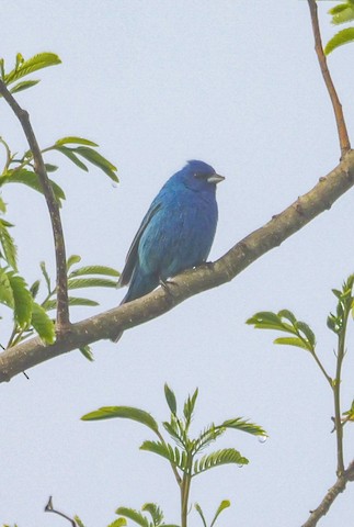 Indigo Bunting - Roger Horn