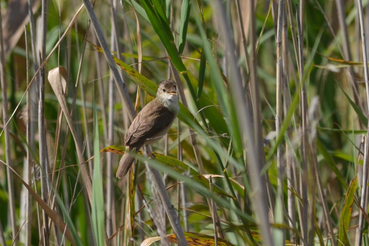 Common Reed Warbler - ML619569221