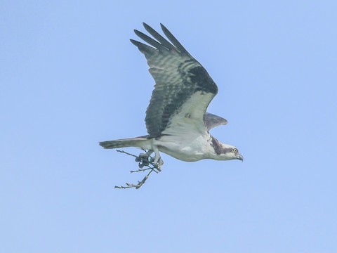 Osprey (carolinensis) - Roger Horn