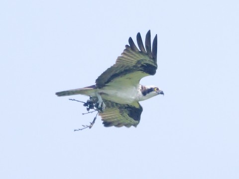 Osprey (carolinensis) - Roger Horn