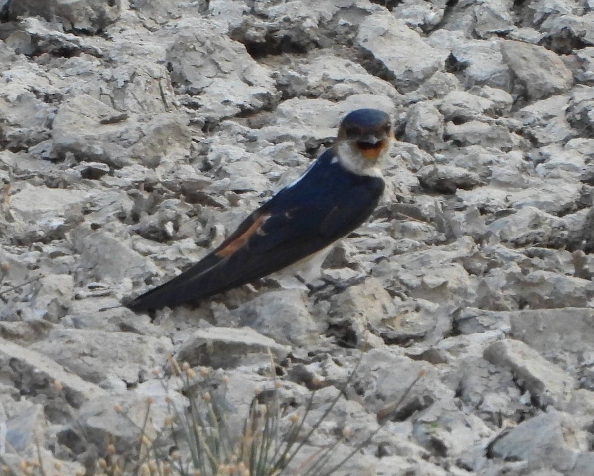 Red-rumped Swallow - ML619569295