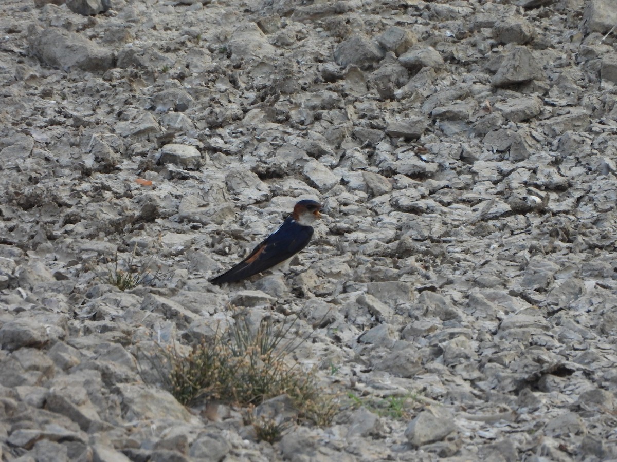 Red-rumped Swallow - ML619569296