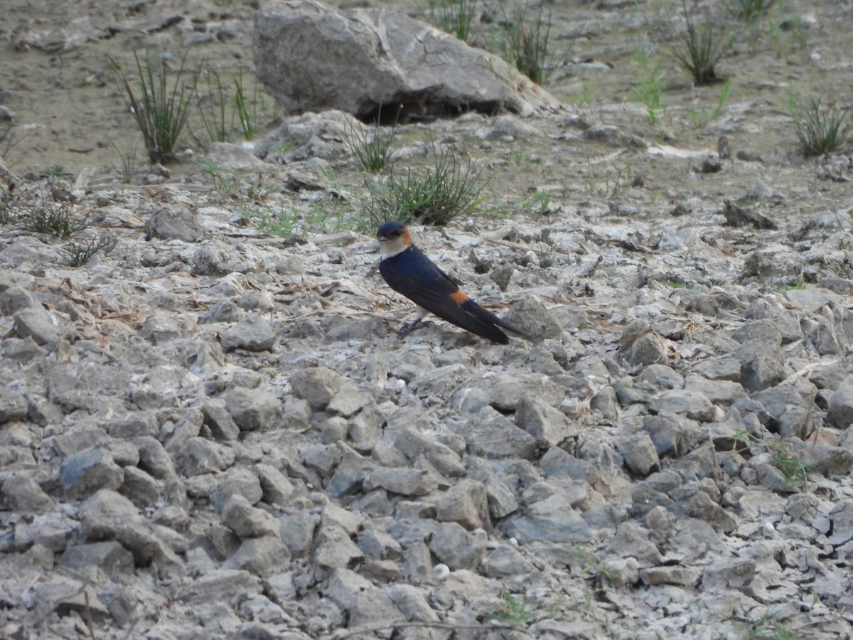 Red-rumped Swallow - ML619569297