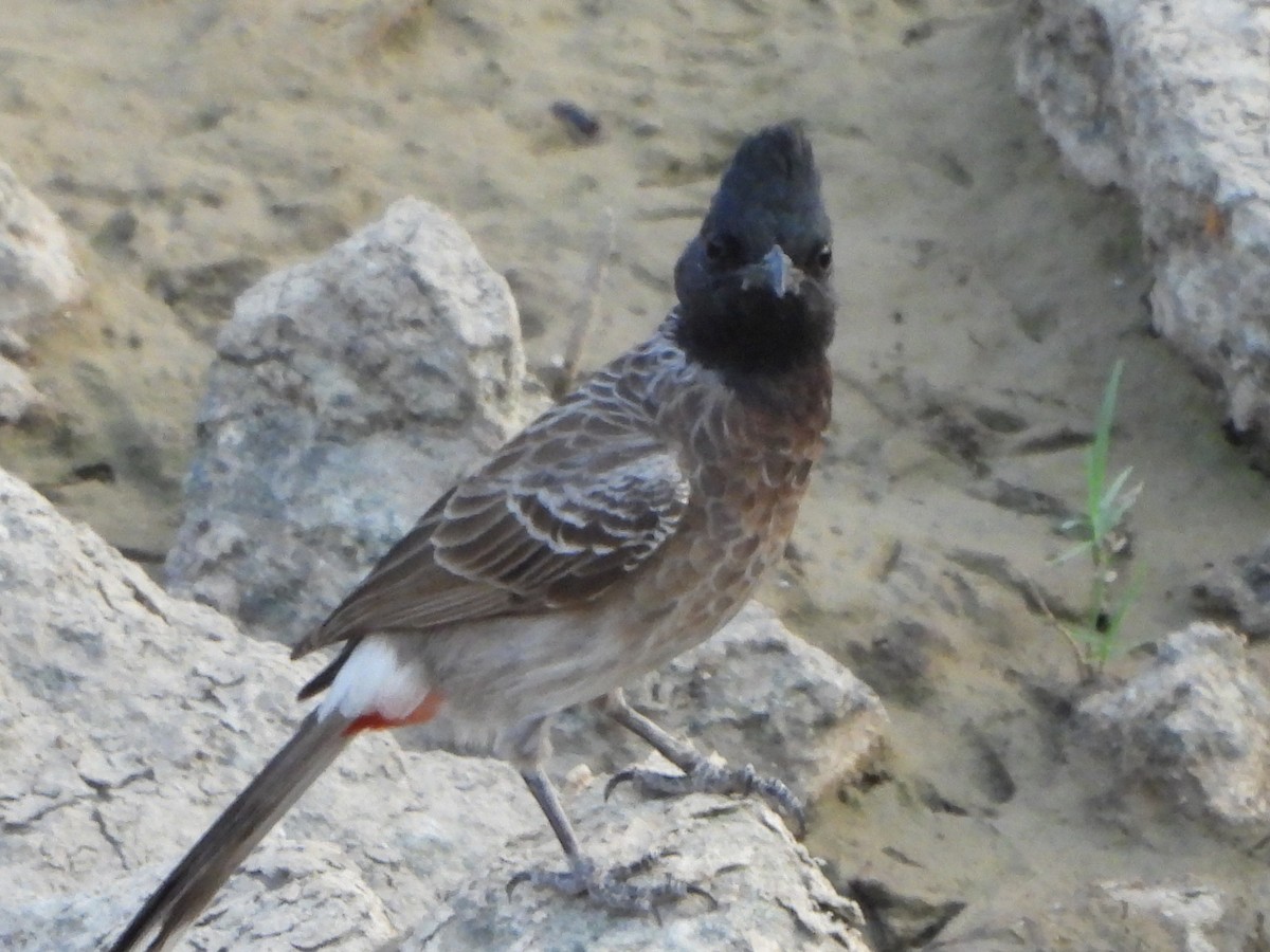 Red-vented Bulbul - ML619569302
