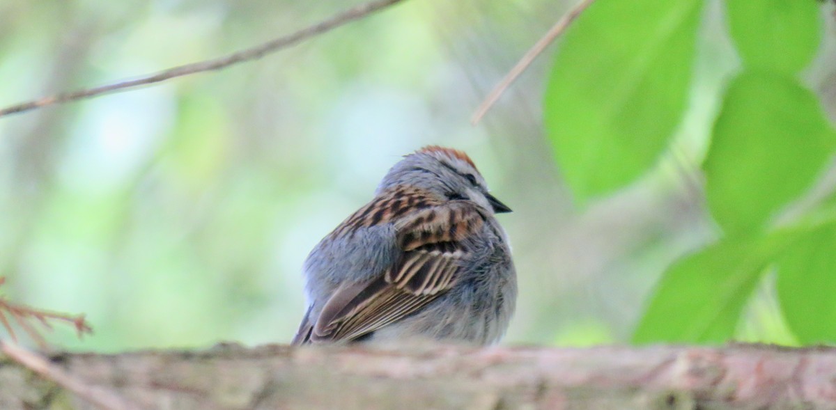 Chipping Sparrow - ML619569329