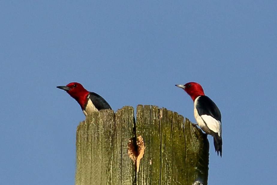 Red-headed Woodpecker - ML619569335