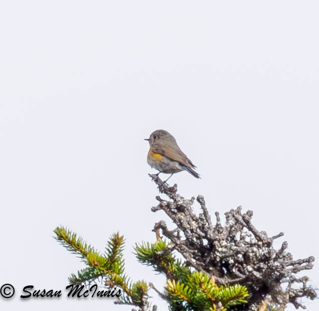 Red-flanked Bluetail - ML619569367