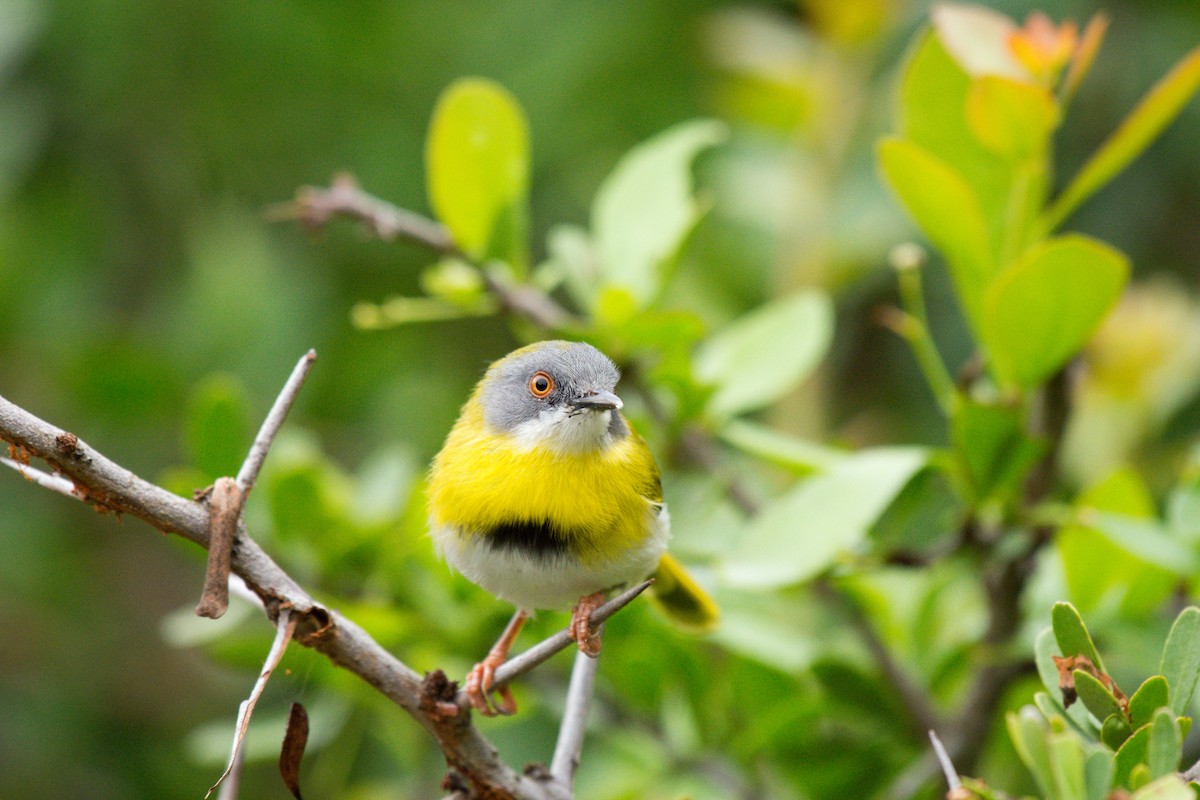 Yellow-breasted Apalis - ML619569452
