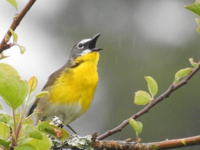 Yellow-breasted Chat - ML619569533