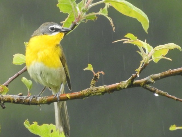 Yellow-breasted Chat - ML619569548