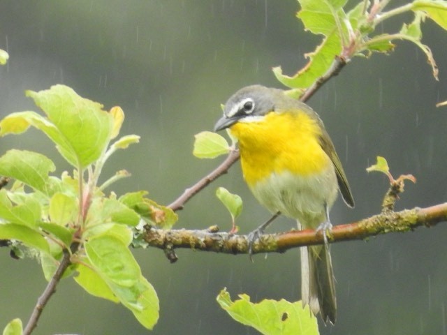 Yellow-breasted Chat - ML619569555