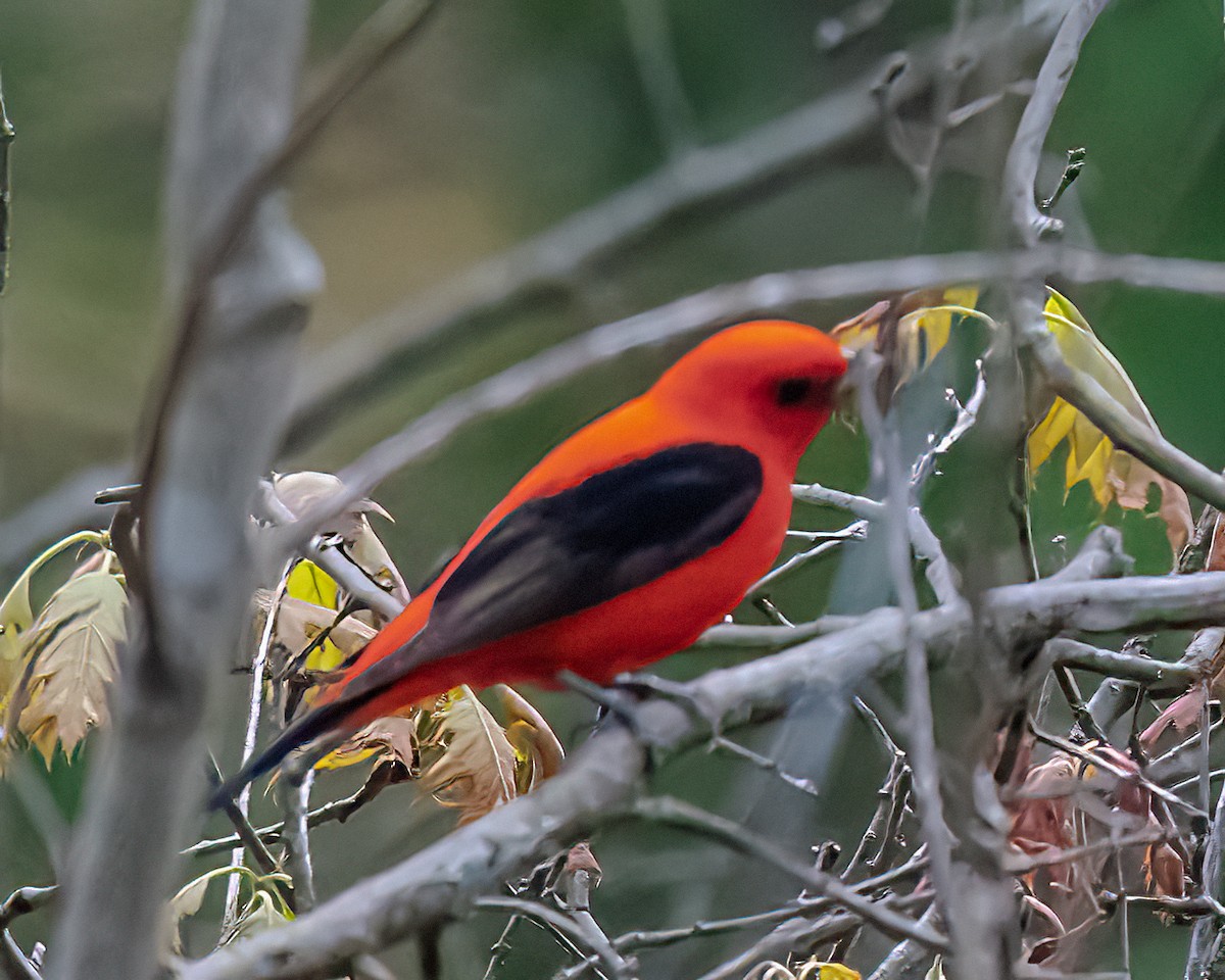 Scarlet Tanager - ML619569593