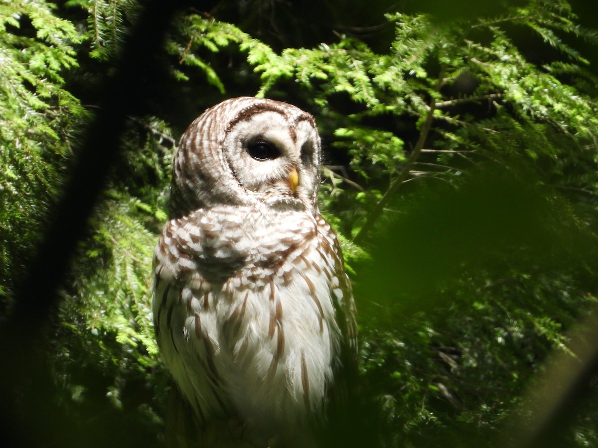 Barred Owl - ML619569641