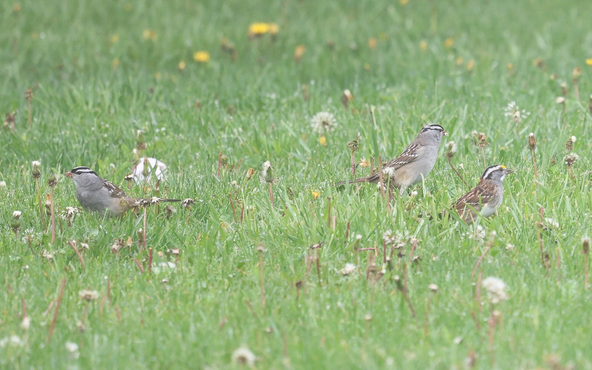 White-crowned Sparrow - ML619569642