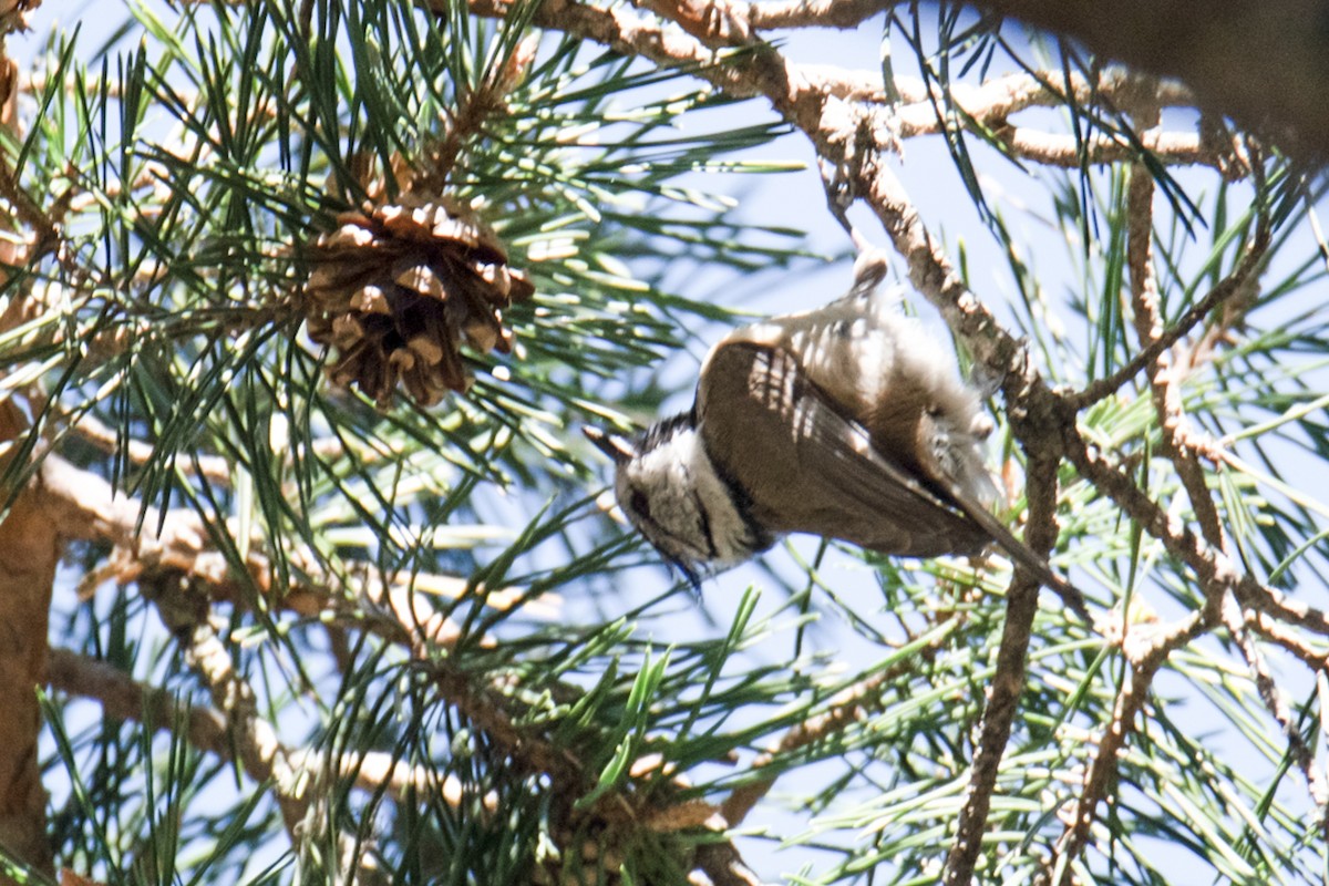 Crested Tit - ML619569670