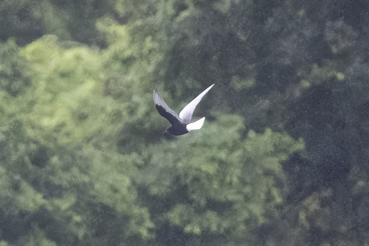 White-winged Tern - ML619569691