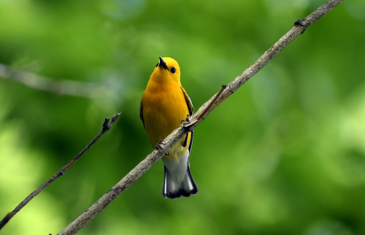 Prothonotary Warbler - ML619569701