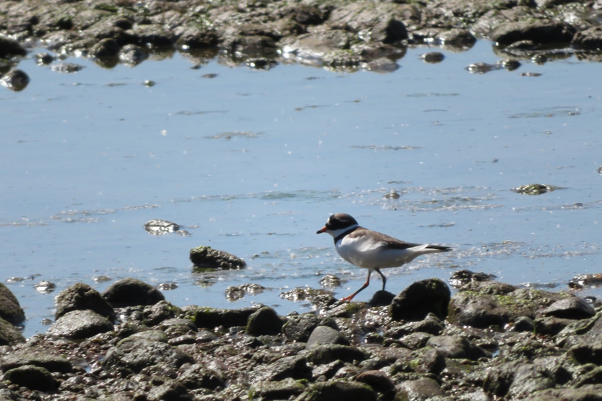Common Ringed Plover - ML619569753