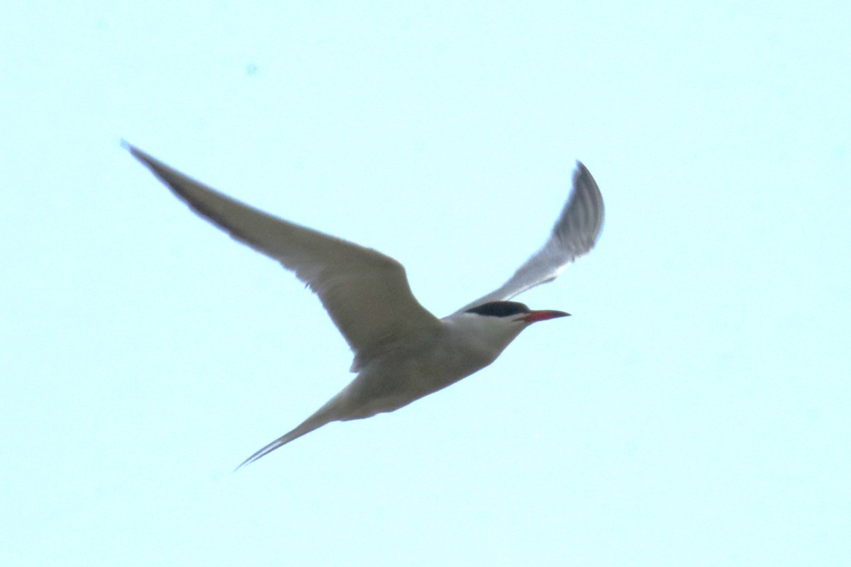Common Tern - ML619569810