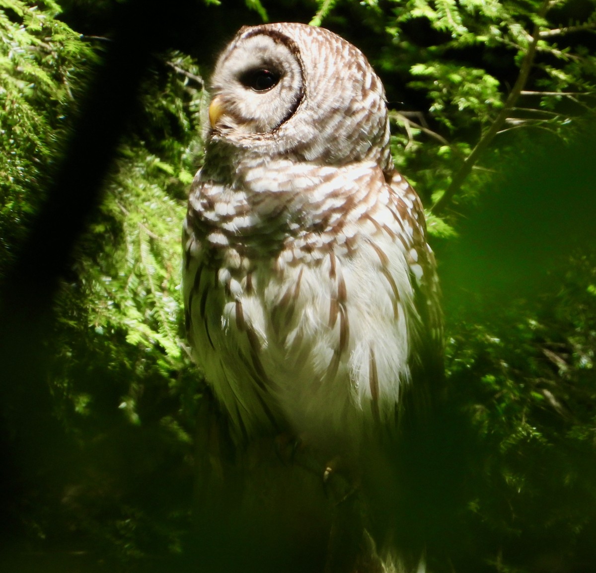 Barred Owl - ML619569815