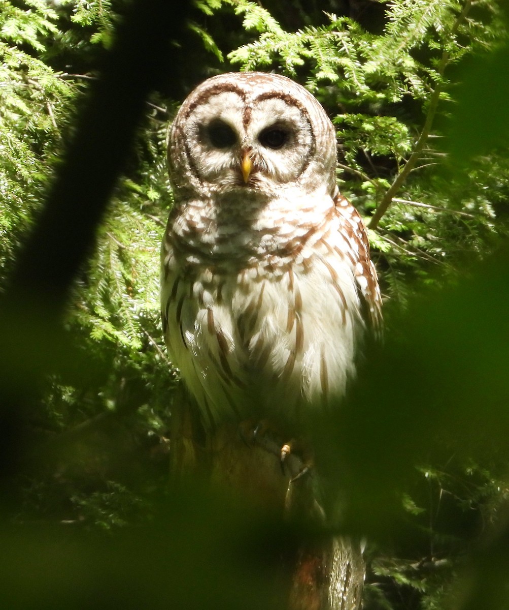 Barred Owl - ML619569819