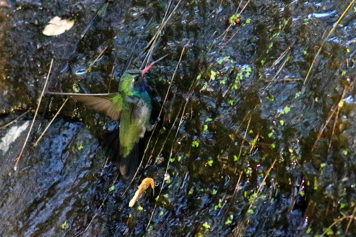 Broad-billed Hummingbird - ML619569853