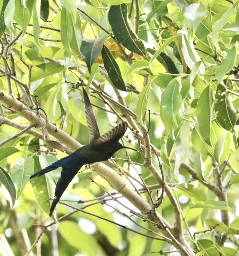 Swallow-tailed Hummingbird - ML619569878