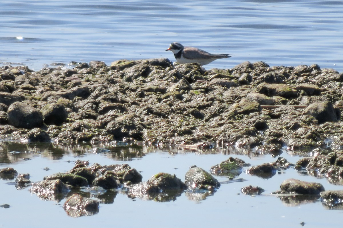 Common Ringed Plover - ML619569952