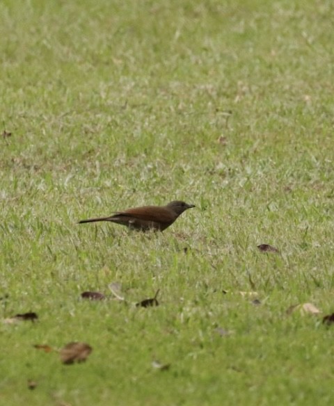 Pale-breasted Thrush - ML619569955