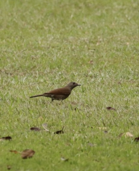 Pale-breasted Thrush - ML619569956