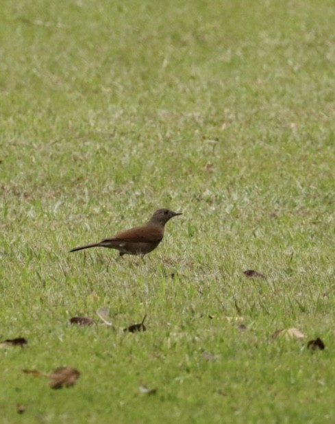 Pale-breasted Thrush - ML619569957