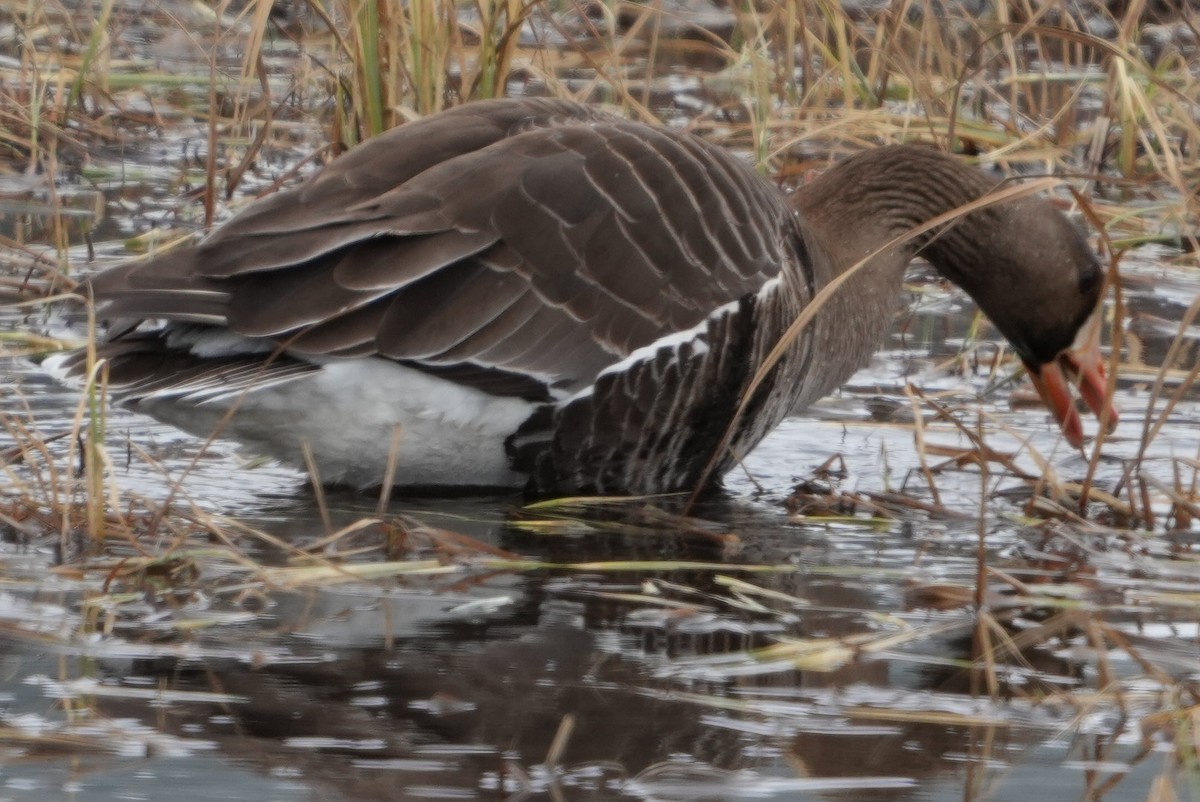 Greater White-fronted Goose - ML619569967