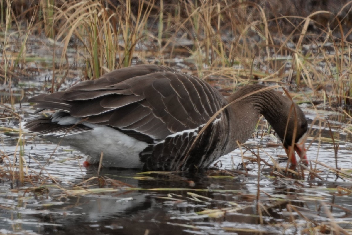 Greater White-fronted Goose - ML619569968