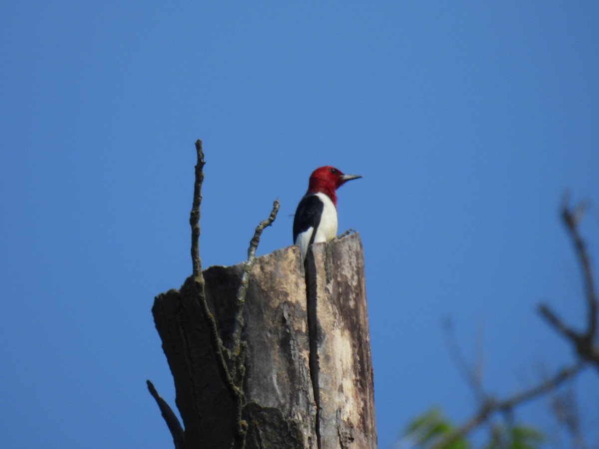 Red-headed Woodpecker - ML619569989