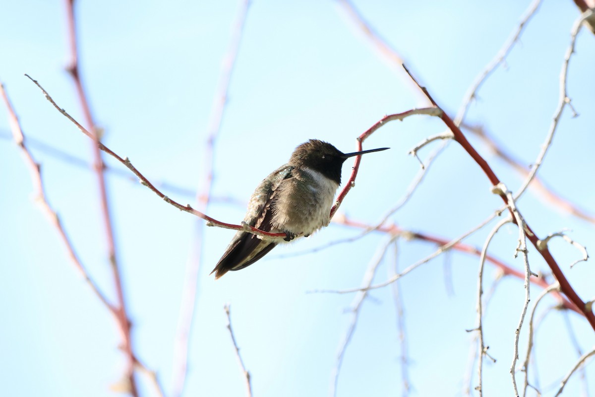 Black-chinned Hummingbird - ML619569998