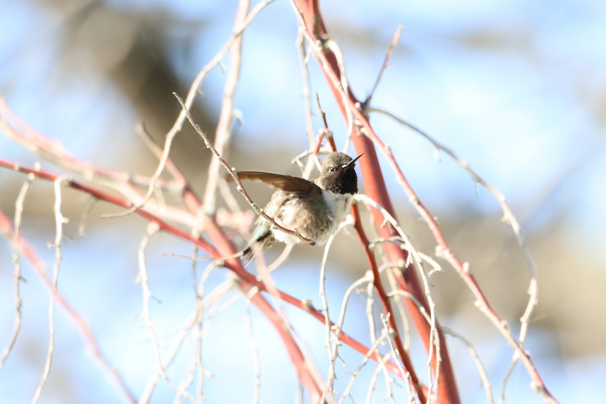 Black-chinned Hummingbird - ML619569999