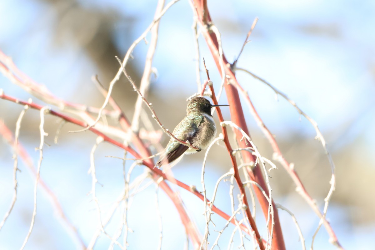 Black-chinned Hummingbird - ML619570000
