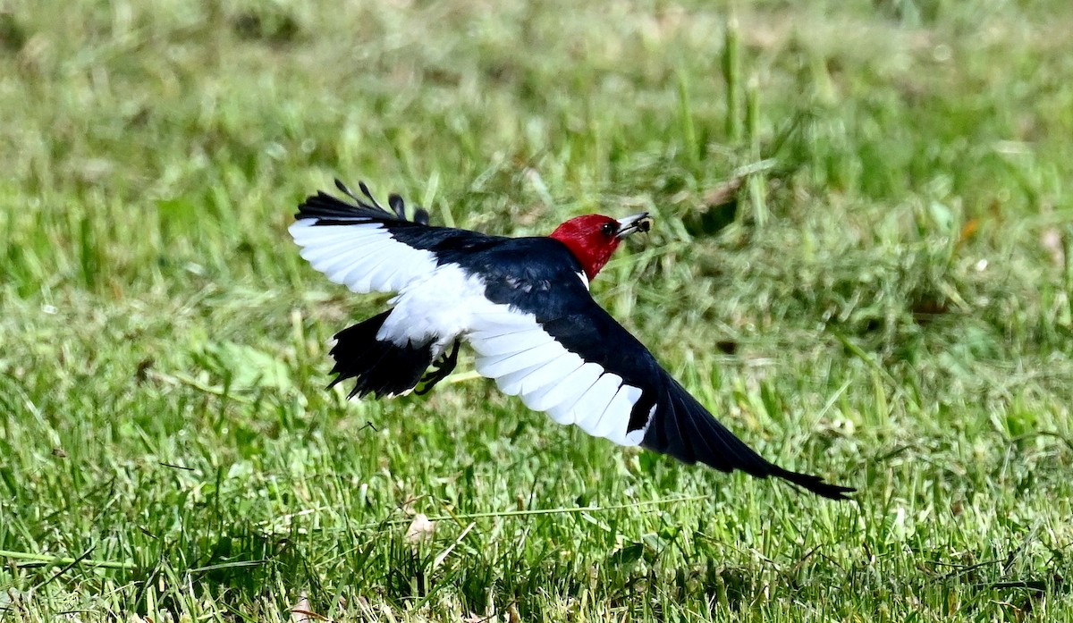 Red-headed Woodpecker - ML619570043