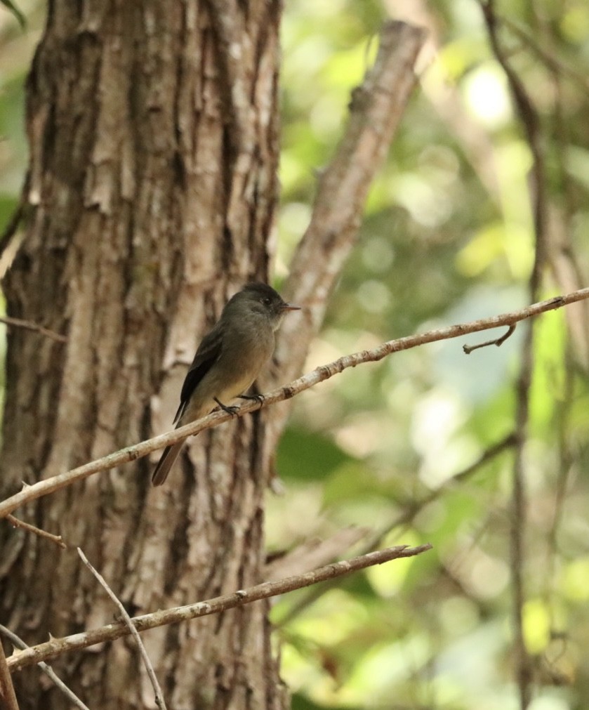 Southern Tropical Pewee - ML619570080