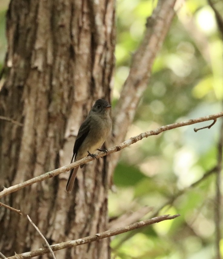 Southern Tropical Pewee - ML619570082