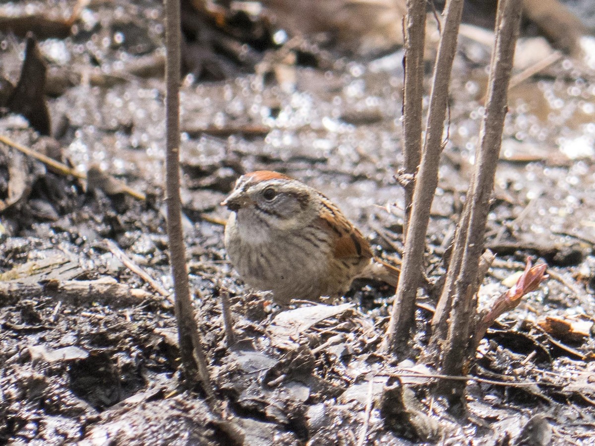 Swamp Sparrow - ML619570117