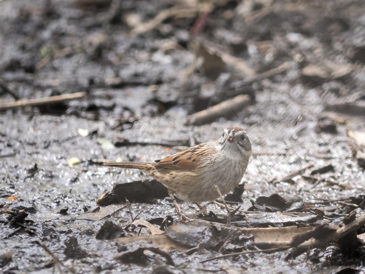 Swamp Sparrow - ML619570118