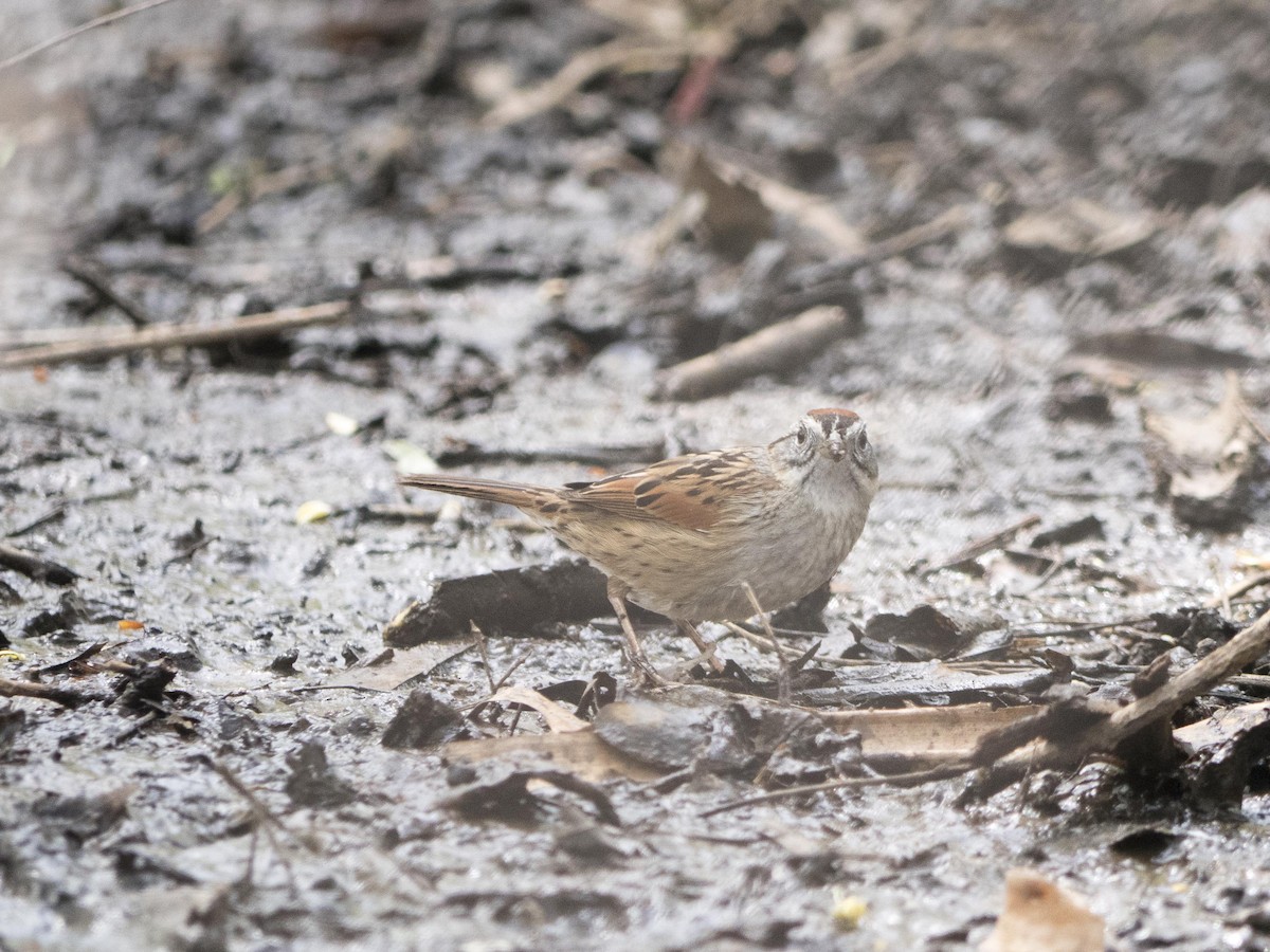 Swamp Sparrow - ML619570119