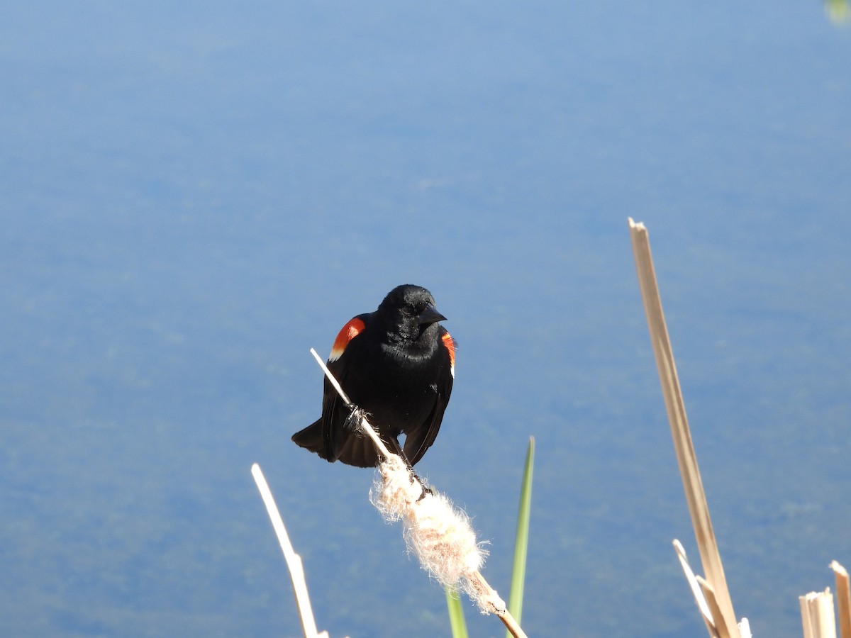 Red-winged Blackbird - ML619570167