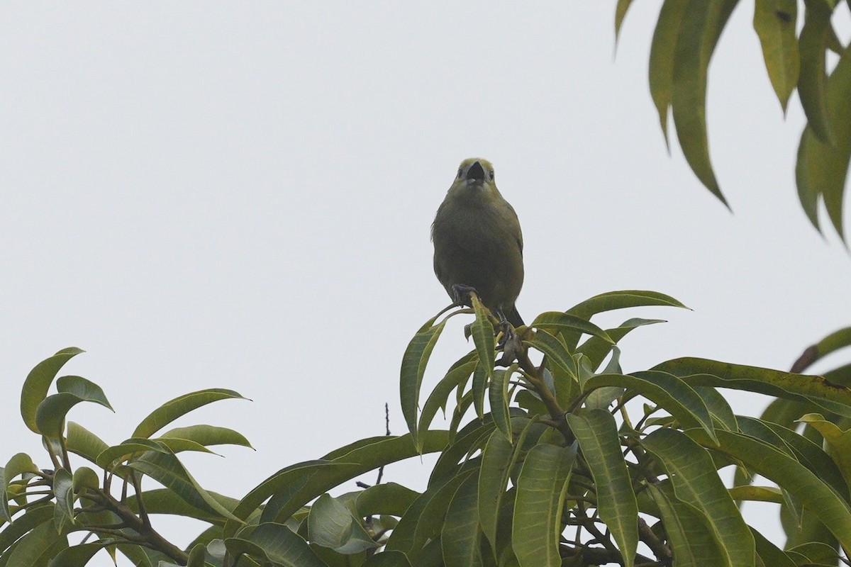 Palm Tanager - ML619570177