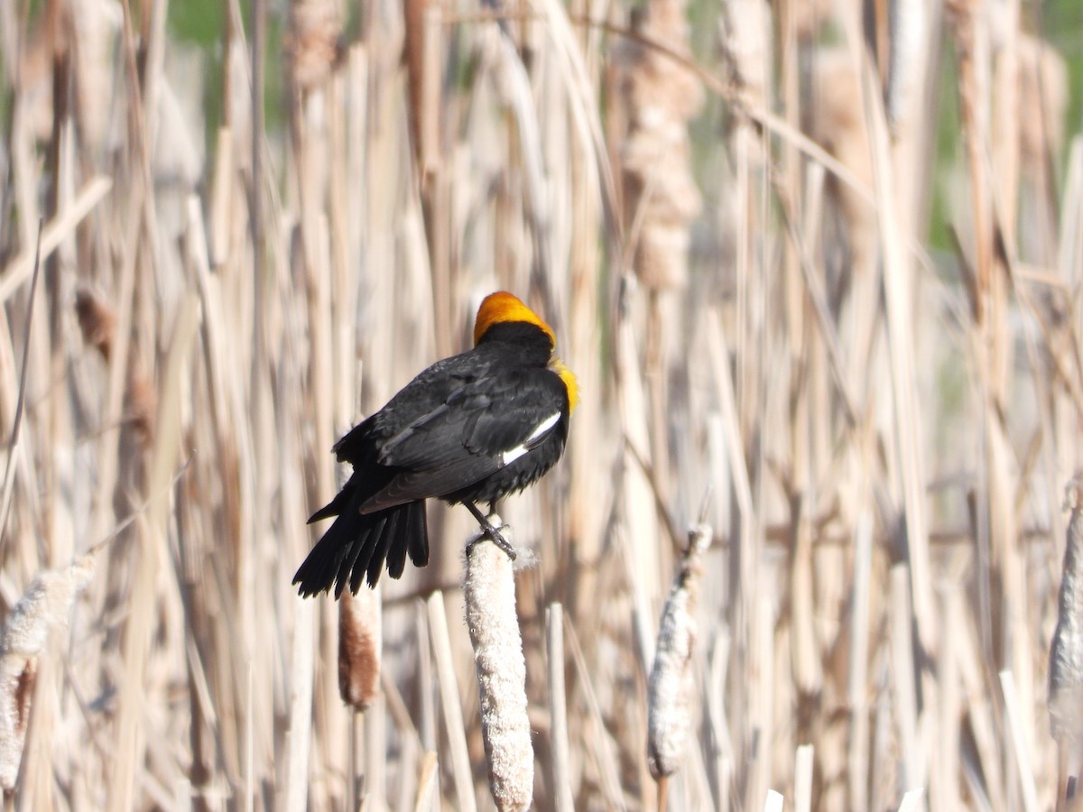 Yellow-headed Blackbird - ML619570183